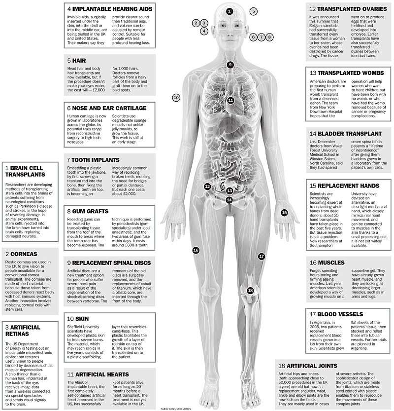 Body Regeneration Chart